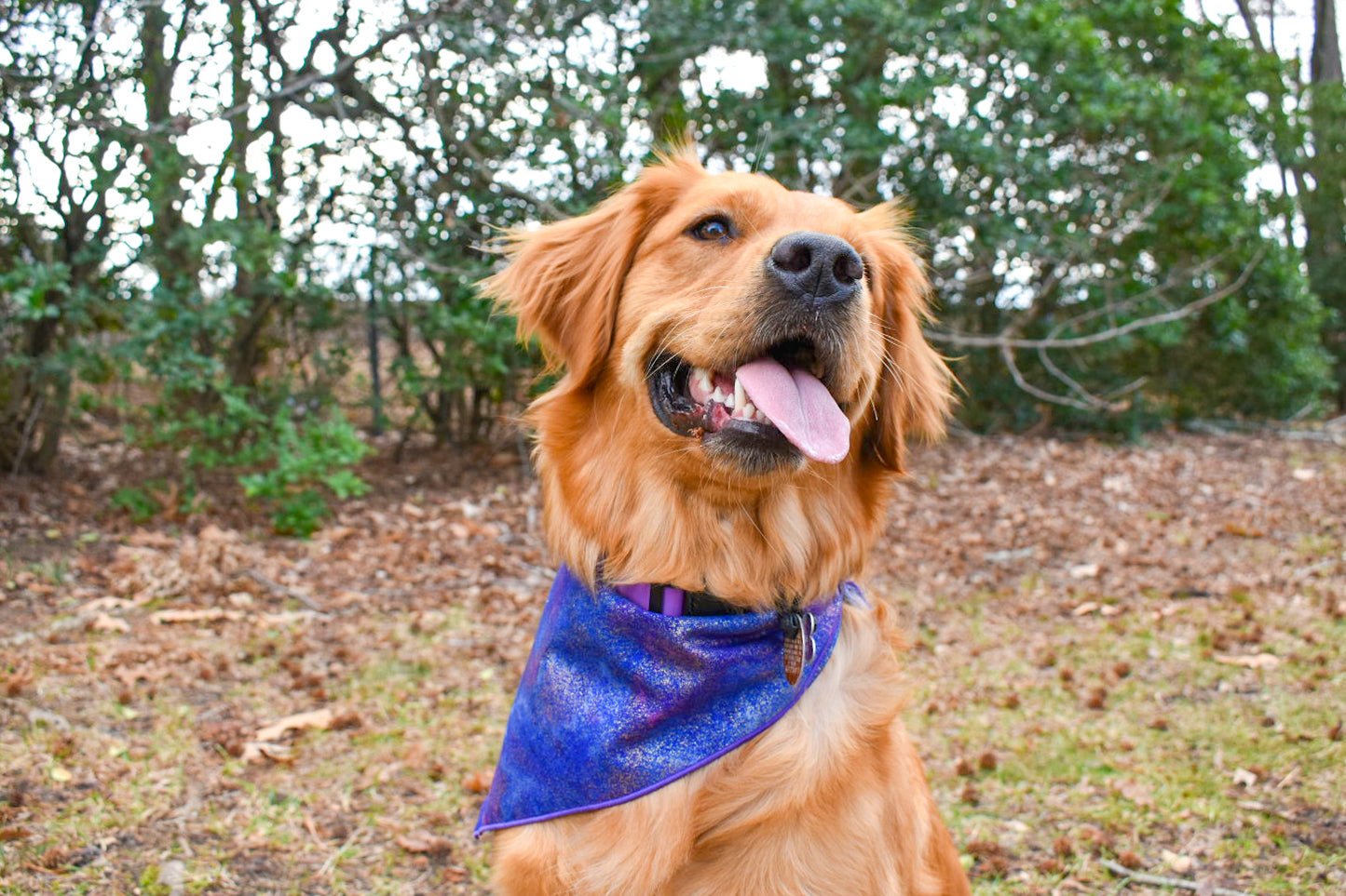 A profile shot of dark golden retriever sitting in a woodsy area with her head tilted and looking to the right. Her tongue is out and she is wearing a blue and purple and gold bandana.