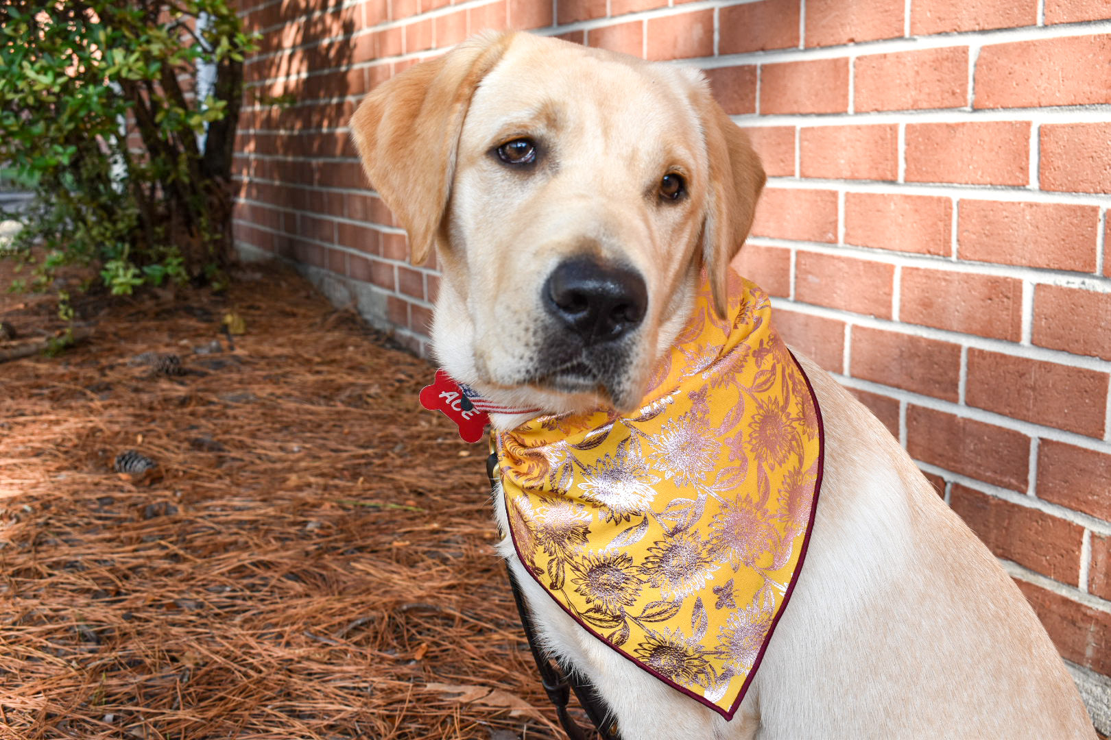 A yellow lab in a yellow bandana with metallic rose gold sunflowers sits in front of a brick wall on pine needles. 