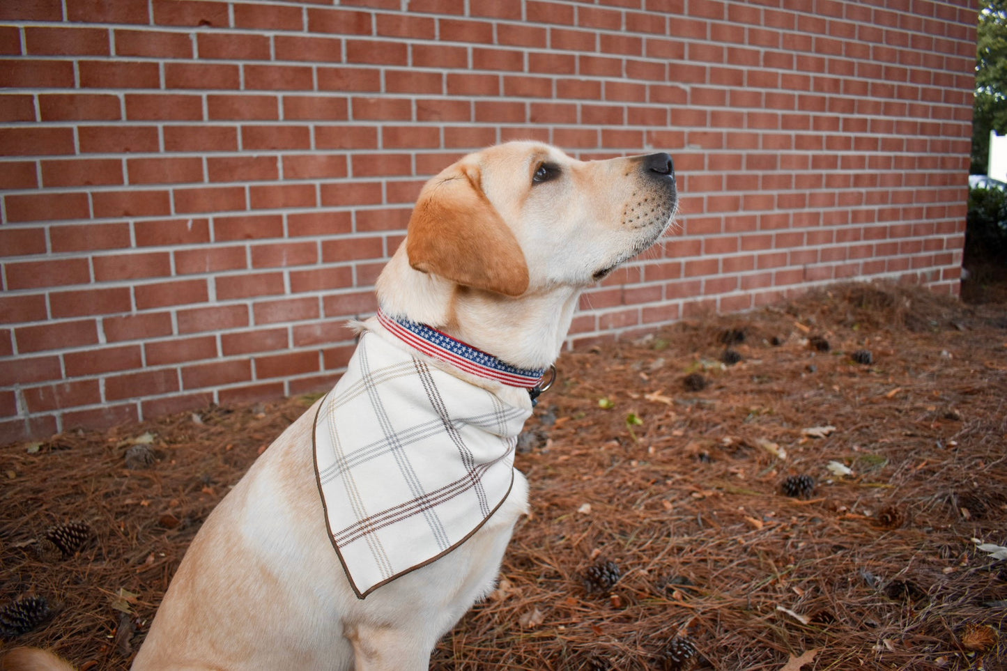 A side profile of a yellow lab puppy sitting in front of brick wall with pine needles and pine cones around him. He is wearing an american flag collar and a cream flannel bandana with a window pane plaid print with different shades of gray and brown. 