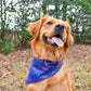 A profile shot of dark golden retriever sitting in a woodsy area with her head tilted and looking to the right. Her tongue is out and she is wearing a blue and purple and gold bandana. 
