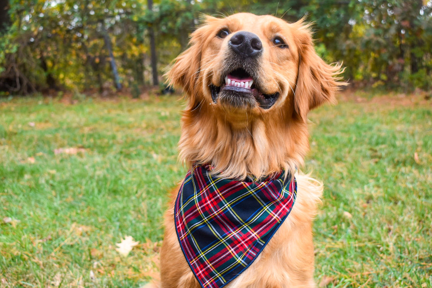 A golden retriever sits in a grassy area. She is wearing a tartan plaid bandana with navy, red, green, and yellow plaid. She is smiling at the camera. 