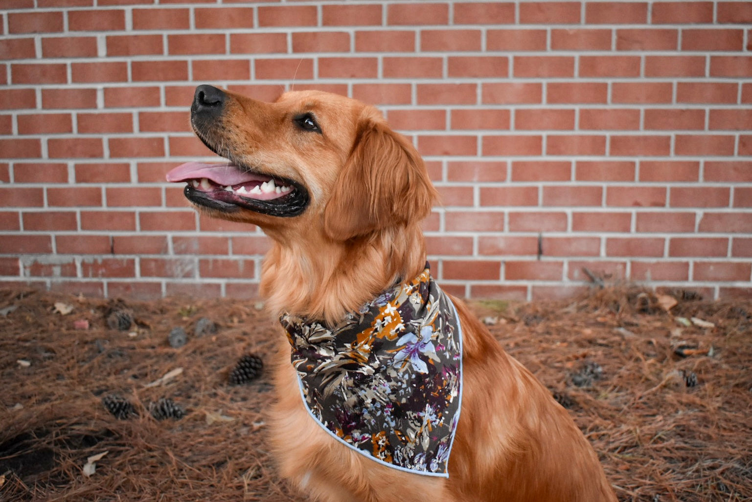 A side profile of a dark golden retriever wearing a brown bandana with a large blue and gold floral print sitting in front of a brick wall with pine needles and pine cones around her. Her tongue is out and she is smiling.  